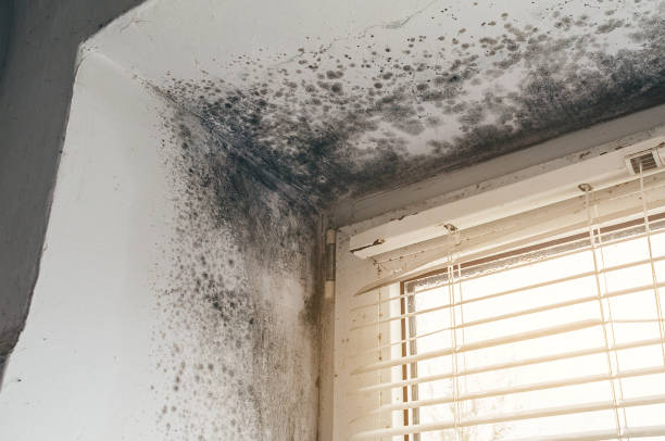 Affordable Attic Mold Remediation solutions in New Market, MD