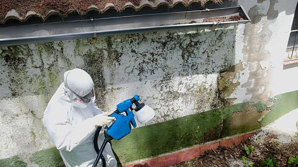 Top rated local Attic Mold Remediation specialists in New Market, MD